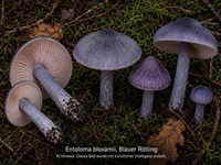 Blauer Rötling1